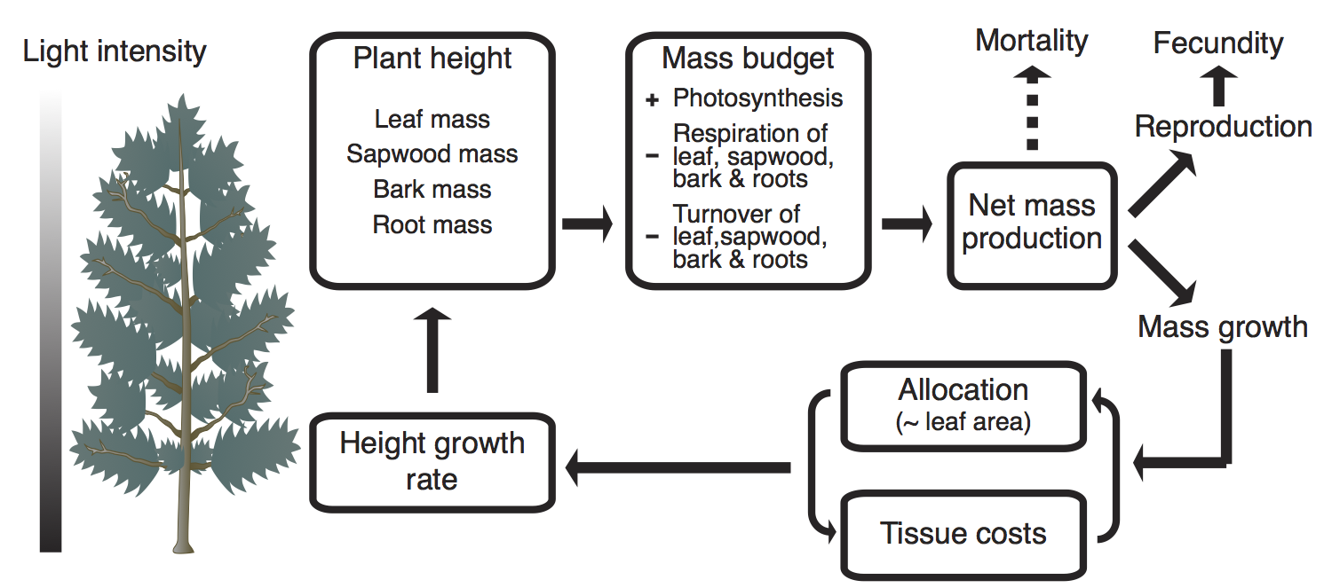 **Physiological model in `plant`, giving demographic rates on the basis of its traits, size, and light environment, as functions of net mass production.** The dashed arrow towards mortality indicates that, although the mortality rate is assumed to depend on mass production, no mass is actually allocated there. Figure adapted from @Falster-2011 and @Falster-2015.